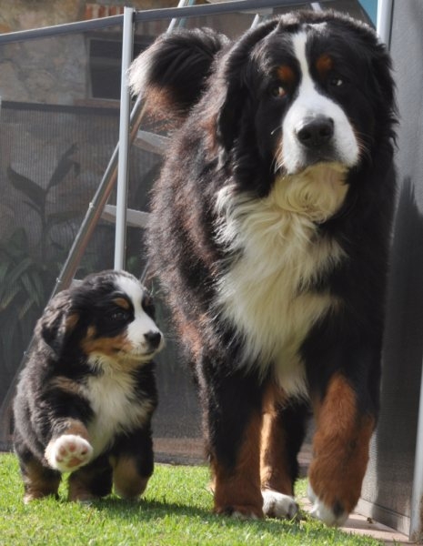 Bella and Bronx